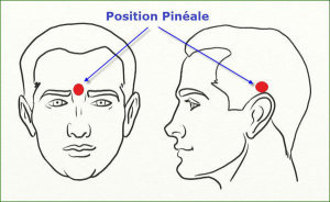 position-glande-pineale